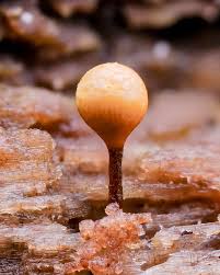 Attēlu rezultāti vaicājumam “Hemitrichia calyculata young”