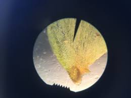 Attēlu rezultāti vaicājumam “Fontinalis antipyretica”