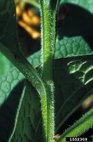 Attēlu rezultāti vaicājumam “Symphytum officinale leaf”