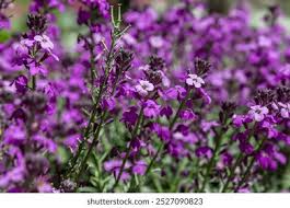 Attēlu rezultāti vaicājumam “Erysimum hieracifolium flower”