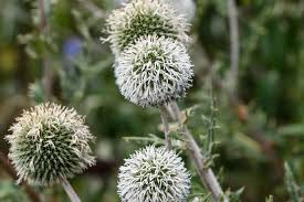 Attēlu rezultāti vaicājumam “Echinops sphaerocephalus”
