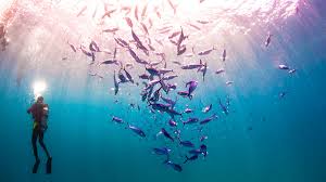 Image result for World Divers