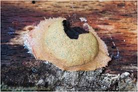 Attēlu rezultāti vaicājumam “Fuligo leviderma”