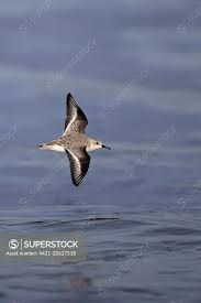 Attēlu rezultāti vaicājumam “Calidris alba adult”