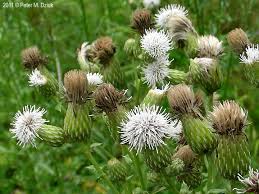 Attēlu rezultāti vaicājumam “Cirsium arvense flower”