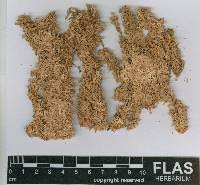 Attēlu rezultāti vaicājumam “Sphagnum austinii”