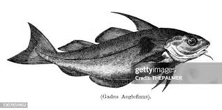 Image result for Melanogrammus aeglefinus