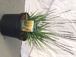 Attēlu rezultāti vaicājumam “Molinia caerulea fruit”