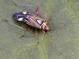 Attēlu rezultāti vaicājumam “Rhabdomiris striatellus imago”