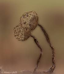 Attēlu rezultāti vaicājumam “Cribraria microcarpa spores”