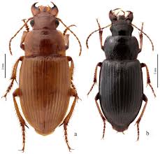 Attēlu rezultāti vaicājumam “Harpalus sp.”