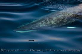 Image result for Balaenoptera acutorostrata