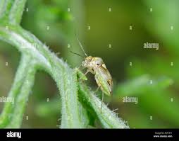 Attēlu rezultāti vaicājumam “Lygus pratensis”