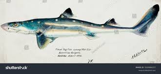 Image result for Squalus acanthias