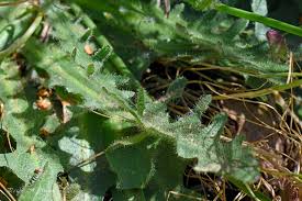 Attēlu rezultāti vaicājumam “Hypochaeris radicata”