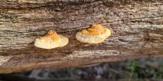 Attēlu rezultāti vaicājumam “Perenniporia medulla-panis”