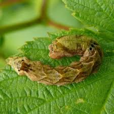 Attēlu rezultāti vaicājumam “Thyatira batis larva”