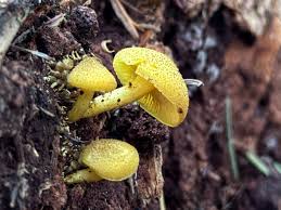 Attēlu rezultāti vaicājumam “Tricholomopsis decora”