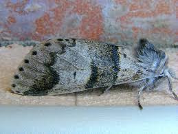 Attēlu rezultāti vaicājumam “Furcula bifida”