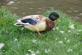 Attēlu rezultāti vaicājumam “Anas platyrhynchos juvenile”