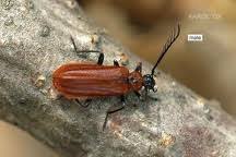 Attēlu rezultāti vaicājumam “Schizotus pectinicornis larva”