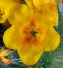 Attēlu rezultāti vaicājumam “Lycogala persicum sessile”