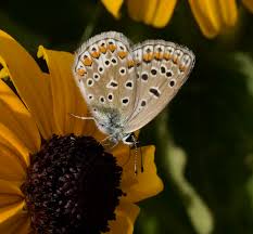 Attēlu rezultāti vaicājumam “Plebejus argus”