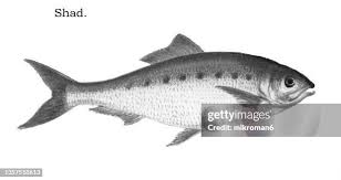 Image result for Alosa aestivalis