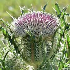 Attēlu rezultāti vaicājumam “Cirsium x rigens flower”
