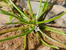 Attēlu rezultāti vaicājumam “Limosella aquatica”