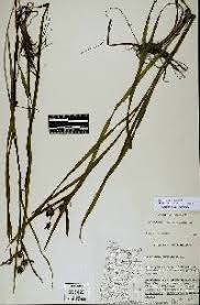 Attēlu rezultāti vaicājumam “Sparganium minimum fruit”