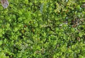 Attēlu rezultāti vaicājumam “Tritomaria exsectiformis”