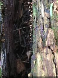 Attēlu rezultāti vaicājumam “Cribraria splendens spores”