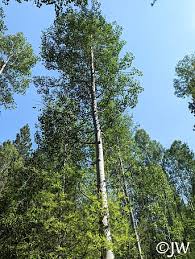 Attēlu rezultāti vaicājumam “Populus”