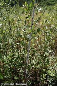 Attēlu rezultāti vaicājumam “Salix daphnoides”