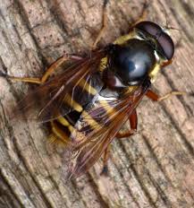 Attēlu rezultāti vaicājumam “Sericomyia silentis”