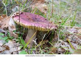 Attēlu rezultāti vaicājumam “Russula vesca”