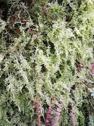 Attēlu rezultāti vaicājumam “Hypnum jutlandicum”