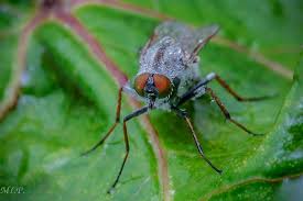 Attēlu rezultāti vaicājumam “Therevidae”