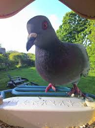 Image result for Abbeyton & Broomfield Racing Pigeons