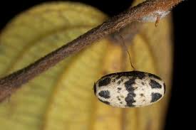 Attēlu rezultāti vaicājumam “Ichneumonidae cocoon”