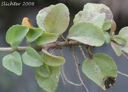 Attēlu rezultāti vaicājumam “Veronica serpyllifolia leaf”