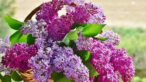 Image result for flieder