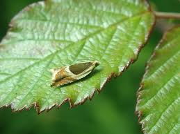 Attēlu rezultāti vaicājumam “Ancylis badiana”