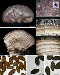 Attēlu rezultāti vaicājumam “Daldinia concentrica”
