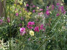 Attēlu rezultāti vaicājumam “Lathyrus latifolius”