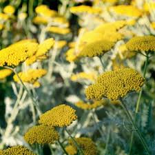 Attēlu rezultāti vaicājumam “Achillea millefolium”