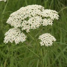 Attēlu rezultāti vaicājumam “Achillea salicifolia flower”