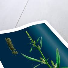 Attēlu rezultāti vaicājumam “Atriplex littoralis leaf”