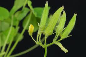 Attēlu rezultāti vaicājumam “Oxalis corniculata fruit”